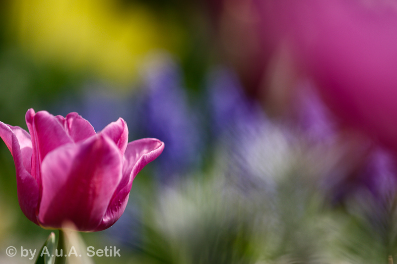 Canon EOS 7D Mark II; EF100mm f/2.8L Macro IS USM; 100 mm; 1/3200 Sek. bei f / 2,8; 