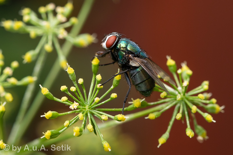 Canon EOS 7D Mark II; EF100mm f/2.8L Macro IS USM; 100 mm; 1/60 Sek. bei f / 8,0; 