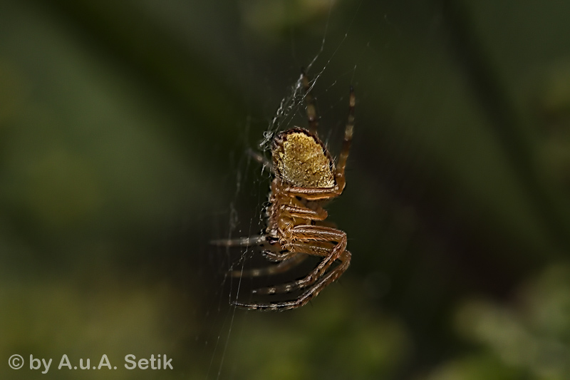 Canon EOS 7D Mark II; EF100mm f/2.8L Macro IS USM; 100 mm; 1/60 Sek. bei f / 8,0; 