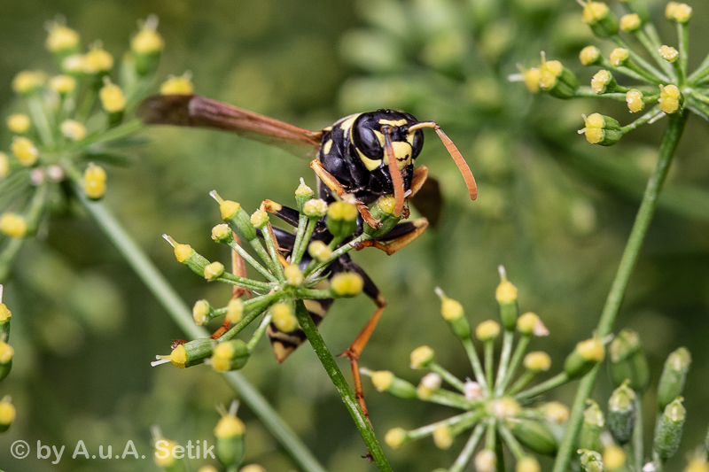 Canon EOS 7D Mark II; EF100mm f/2.8L Macro IS USM; 100 mm; 1/60 Sek. bei f / 8,0; 