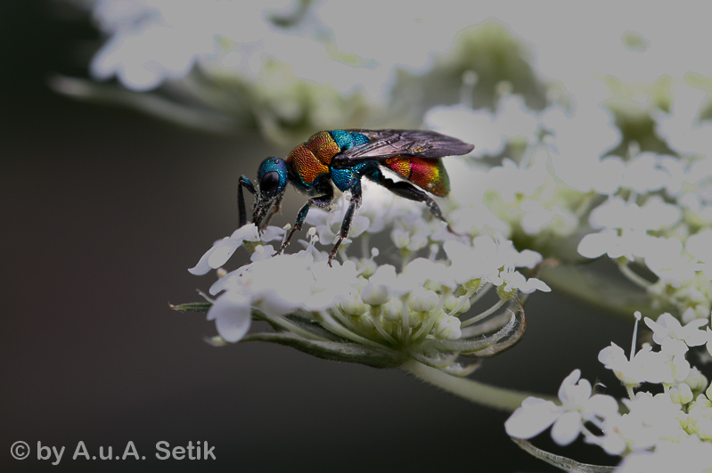 Canon EOS 7D Mark II; EF100mm f/2.8L Macro IS USM; 100 mm; 1/200 Sek. bei f / 6,3; 