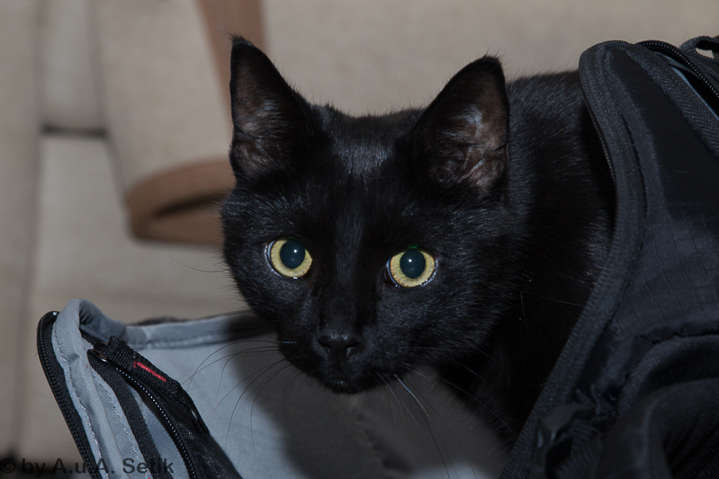 Canon EOS 7D Mark II; EF24-70mm f/2.8L II USM; 70 mm; 1/200 Sek. bei f / 5,6; 