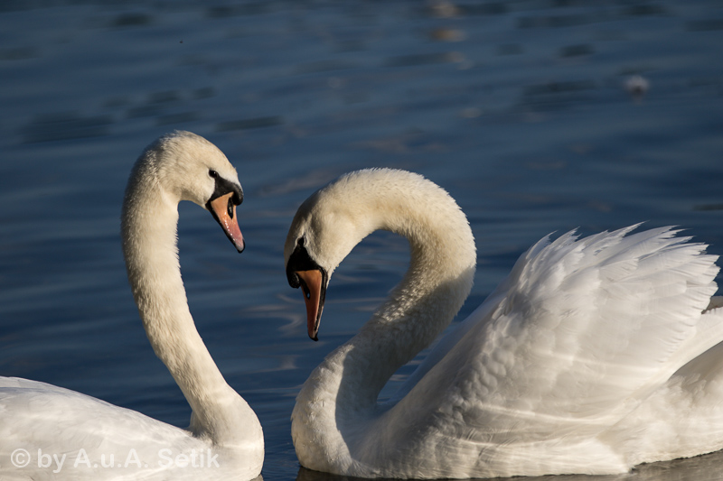Canon EOS 7D Mark II; EF70-200mm f/2.8L IS II USM; 200 mm; 1/2500 Sek. bei f / 3,2; 