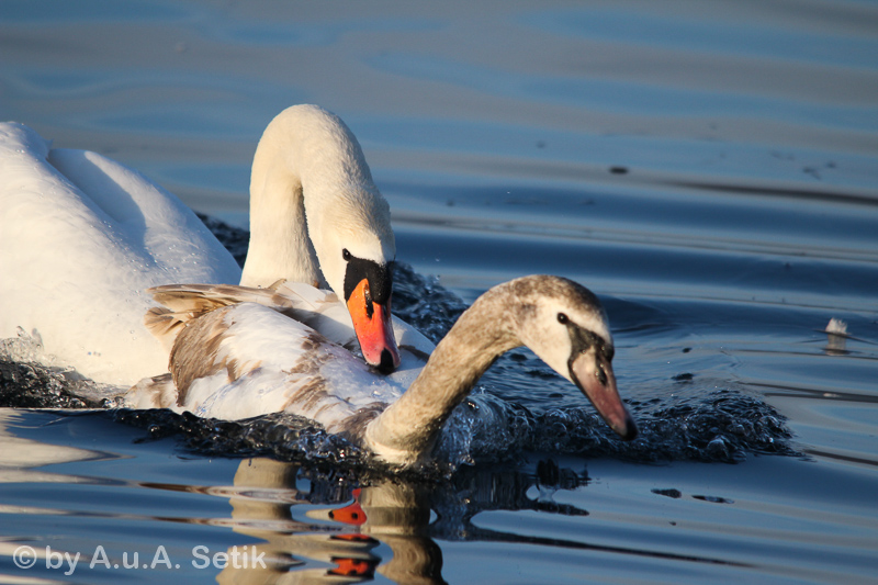 Canon EOS 600D; 150-500mm; 439 mm; 1/800 Sek. bei f / 6,3; 