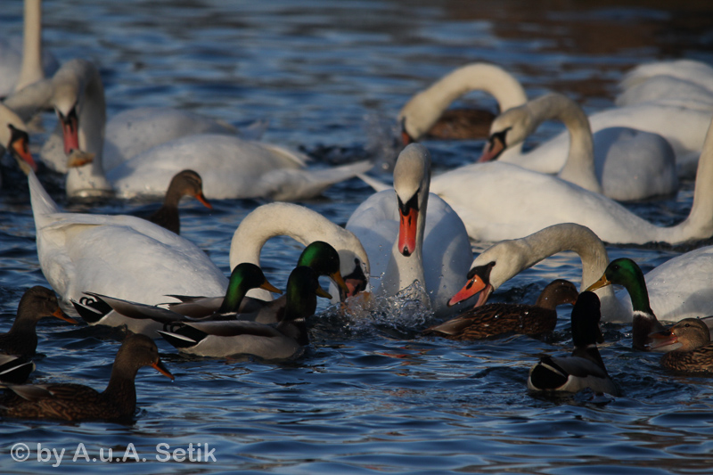 Canon EOS 600D; 150-500mm; 500 mm; 1/1250 Sek. bei f / 6,3; 