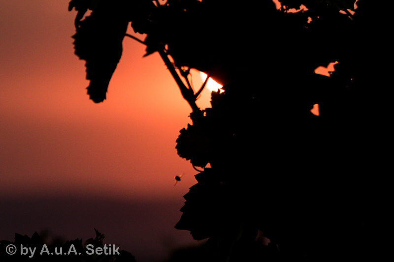 Canon EOS 7D Mark II; EF100-400mm f/4.5-5.6L IS USM; 210 mm; 1/8000 Sek. bei f / 5,6; 