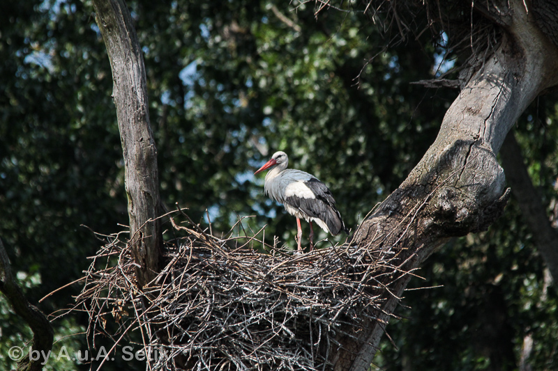 Canon EOS 600D; 150-500mm; 500 mm; 1/2000 Sek. bei f / 7,1; 