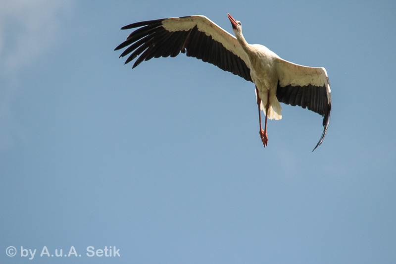 Canon EOS 600D; 150-500mm; 500 mm; 1/1600 Sek. bei f / 8,0; 