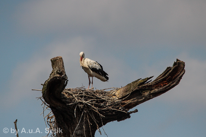 Canon EOS 600D; 150-500mm; 500 mm; 1/4000 Sek. bei f / 8,0; 