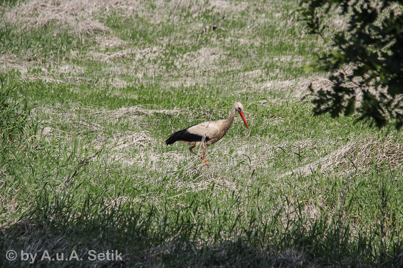 Canon EOS 600D; 150-500mm; 500 mm; 1/2500 Sek. bei f / 8,0; 