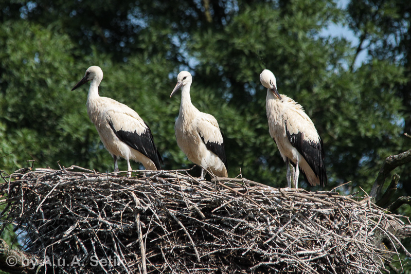 Canon EOS 600D; 150-500mm; 500 mm; 1/1600 Sek. bei f / 8,0; 