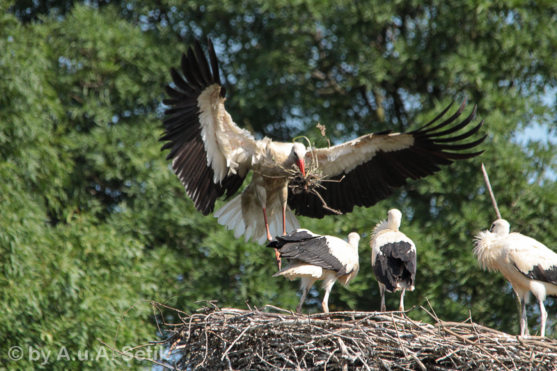 Canon EOS 600D; 150-500mm; 500 mm; 1/1000 Sek. bei f / 8,0; 