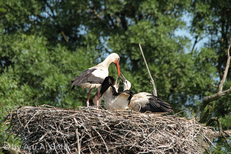 Canon EOS 600D; 150-500mm; 500 mm; 1/1000 Sek. bei f / 8,0; 