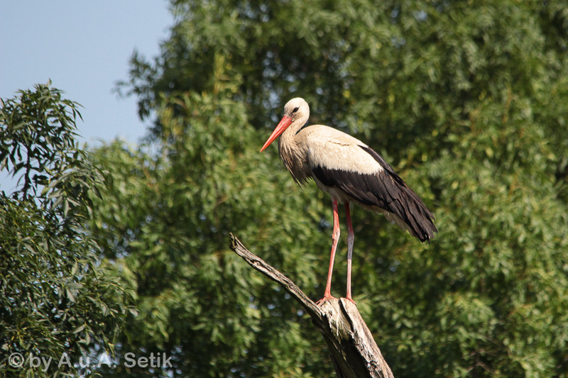 Canon EOS 600D; 150-500mm; 500 mm; 1/1600 Sek. bei f / 8,0; 