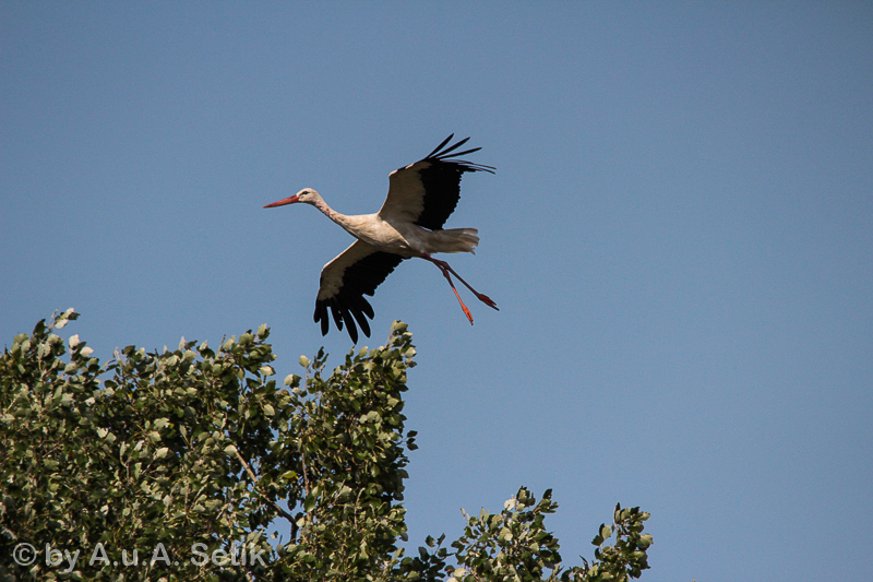 Canon EOS 600D; 150-500mm; 500 mm; 1/3200 Sek. bei f / 8,0; 