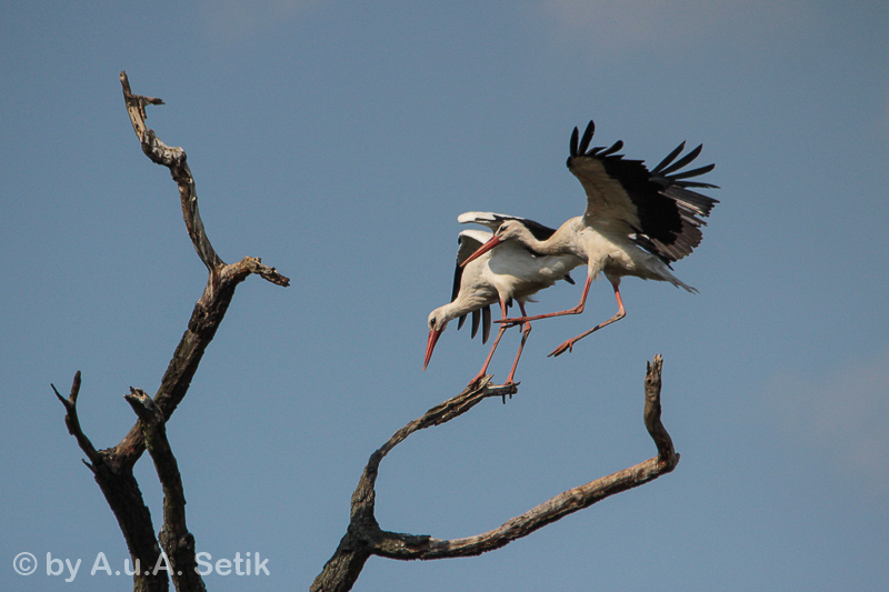 Canon EOS 600D; 150-500mm; 500 mm; 1/4000 Sek. bei f / 8,0; 