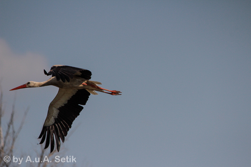 Canon EOS 600D; 150-500mm; 500 mm; 1/4000 Sek. bei f / 8,0; 
