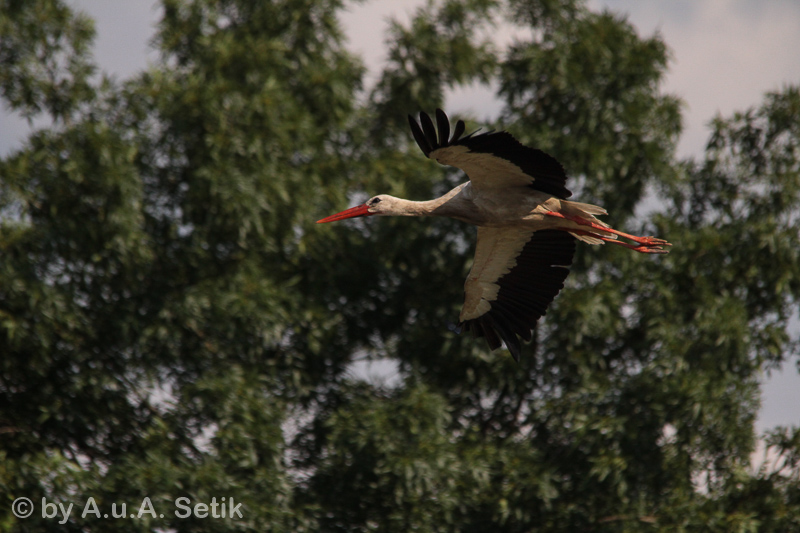 Canon EOS 600D; 150-500mm; 500 mm; 1/2500 Sek. bei f / 8,0; 