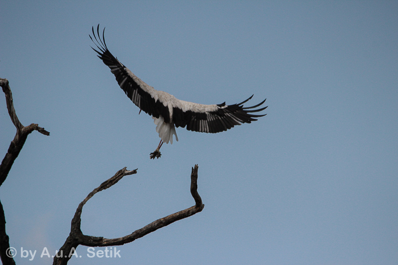 Canon EOS 600D; 150-500mm; 500 mm; 1/2500 Sek. bei f / 8,0; 