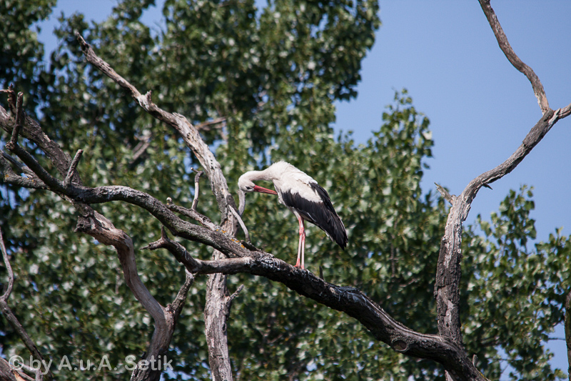 Canon EOS 40D; 150-500mm; 500 mm; 1/800 Sek. bei f / 8,0; 