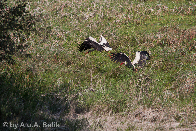 Canon EOS 40D; 150-500mm; 500 mm; 1/500 Sek. bei f / 8,0; 