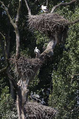 Canon EOS 40D; 150-500mm; 247 mm; 1/400 Sek. bei f / 9,0; 