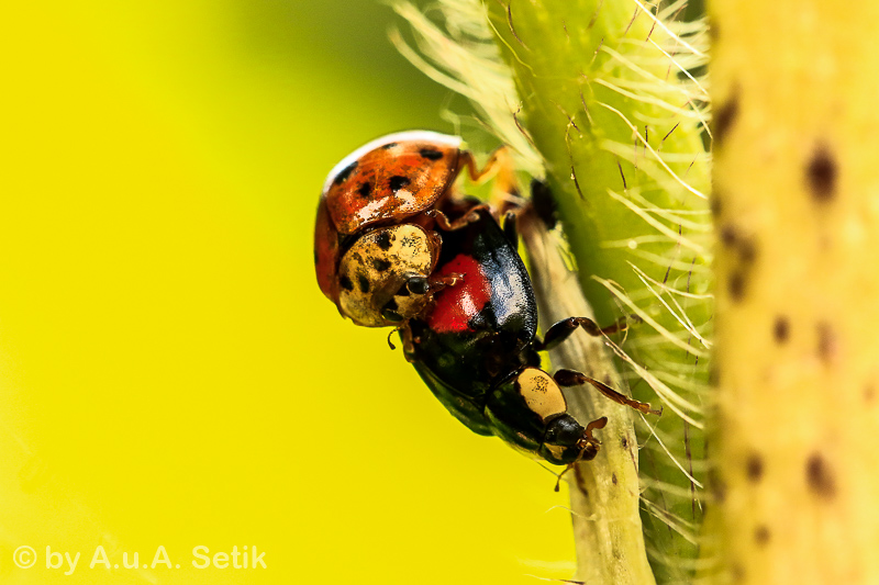 Canon EOS 7D Mark II; EF100mm f/2.8L Macro IS USM; 100 mm; 1/160 Sek. bei f / 6,3; 