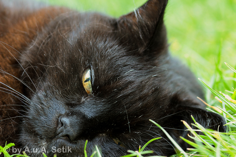 Canon EOS 600D; 105mm; 105 mm; 1/20 Sek. bei f / 4,5; 