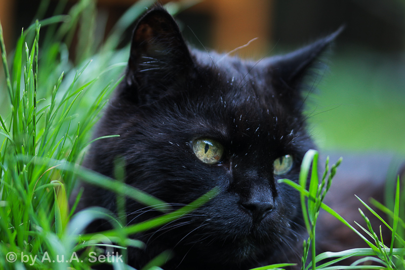 Canon EOS 600D; 105mm; 105 mm; 1/60 Sek. bei f / 2,8; 