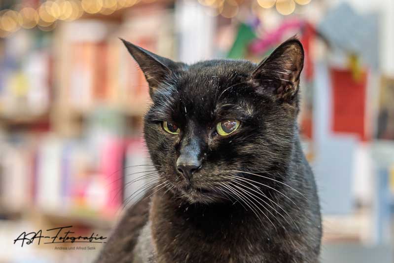 Canon EOS R6m2, RF50mm F1.8 STM, 50 mm, 1/30 Sek. bei f / 2,8