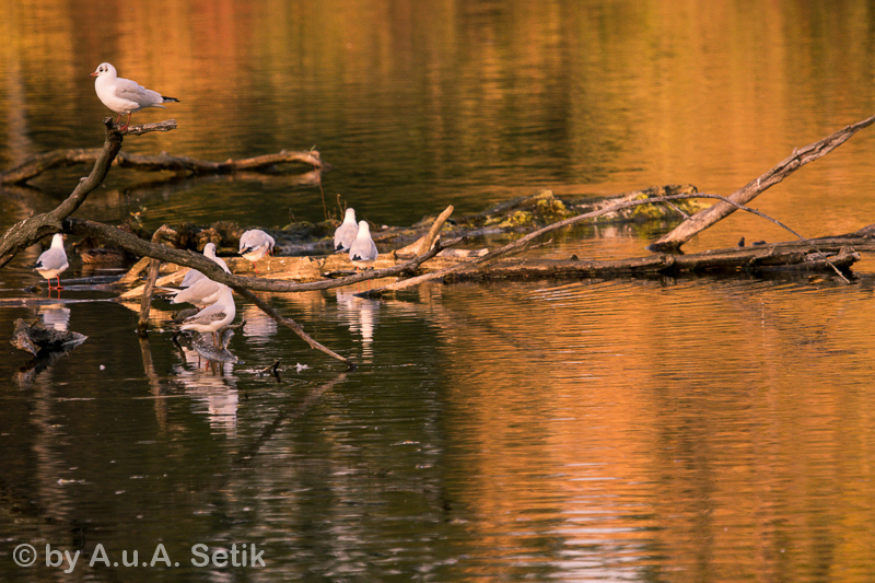Canon EOS 7D Mark II; EF100-400mm f/4.5-5.6L IS USM; 285 mm; 1/800 Sek. bei f / 5,6; 