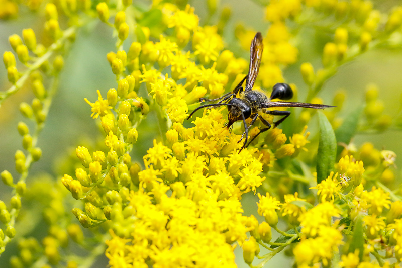 Canon EOS 7D Mark II; EF100mm f/2.8L Macro IS USM; 100 mm; 1/2000 Sek. bei f / 6,3; 